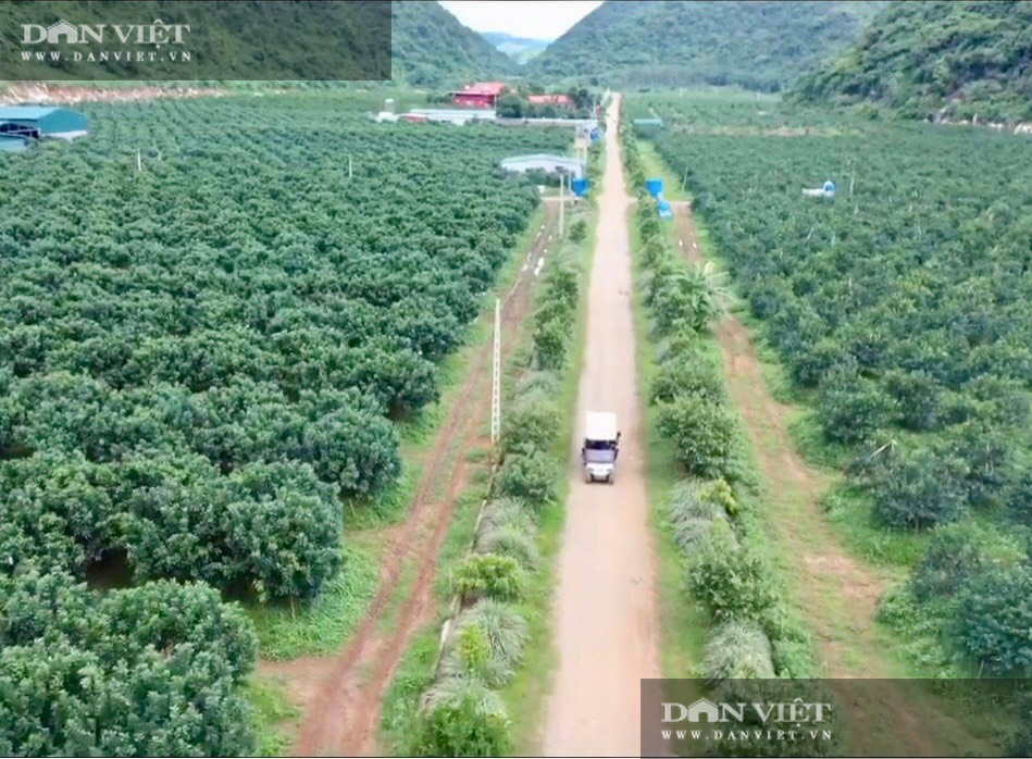 Thanh Hóa: Bỏ phố lên núi trồng 30.000 gốc cam, bưởi…thu 2 tỷ/năm - Ảnh 1.