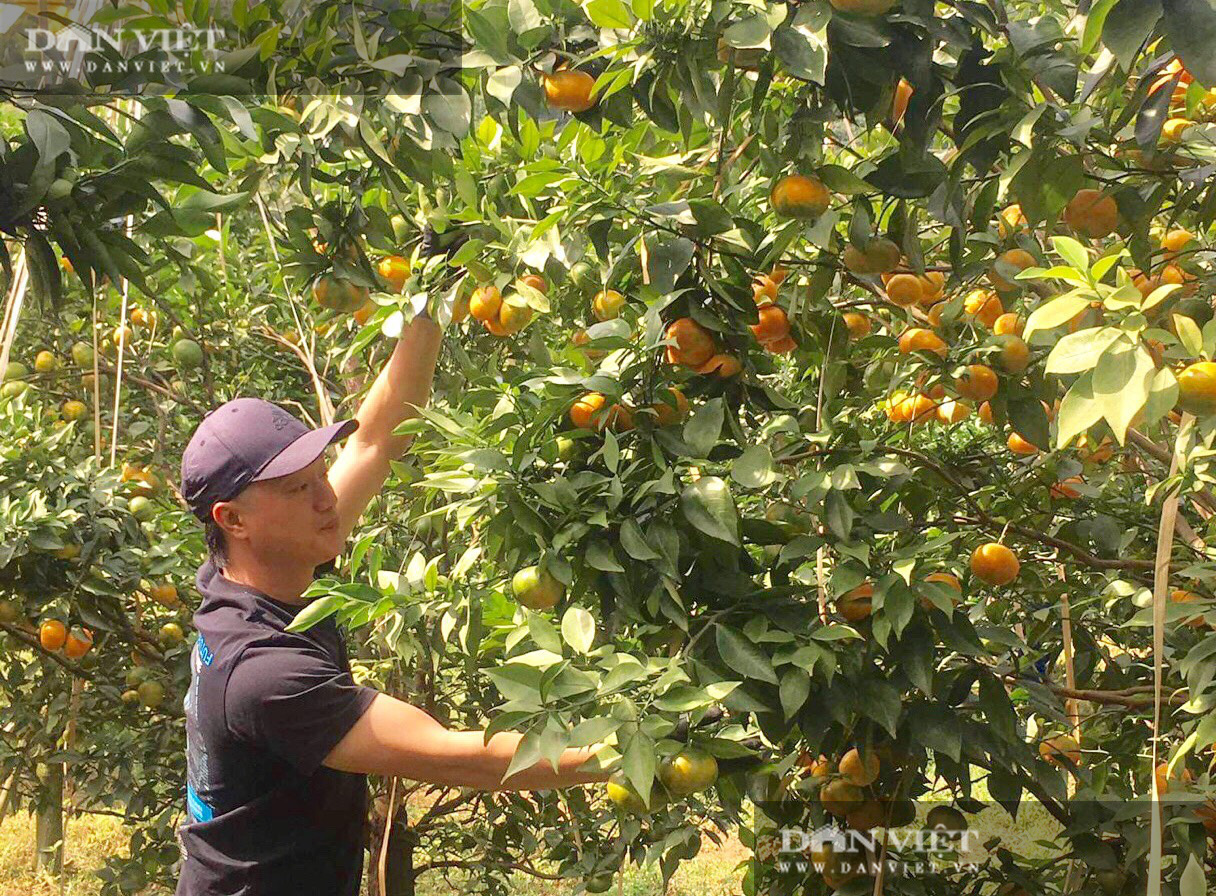 Thanh Hóa: Bỏ phố lên núi trồng 30.000 gốc cam, bưởi…thu 2 tỷ/năm - Ảnh 2.