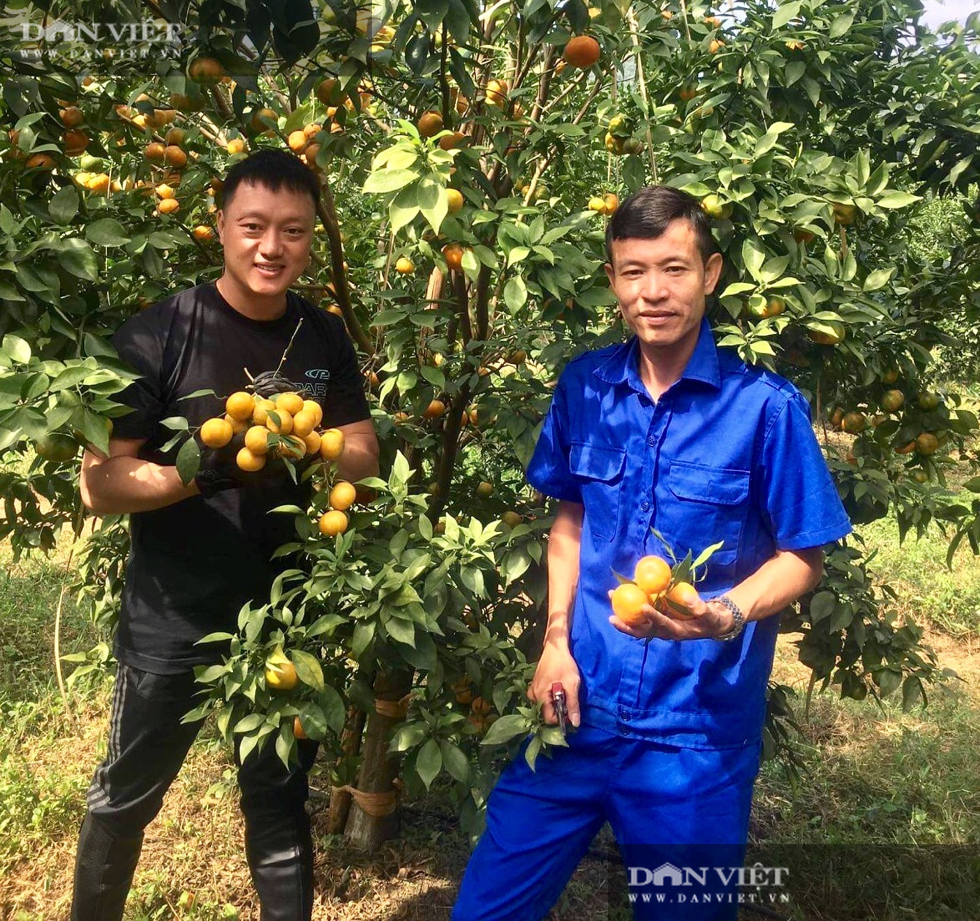 Thanh Hóa: Bỏ phố lên núi trồng 30.000 gốc cam, bưởi…thu 2 tỷ/năm - Ảnh 5.