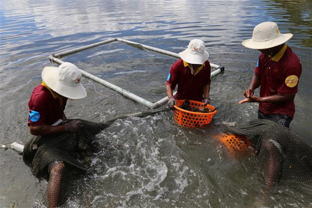 Nuôi cá mú đặc sản trong ao nước mặn, nông dân tỉnh Khánh Hòa khá giả lên - Ảnh 1.