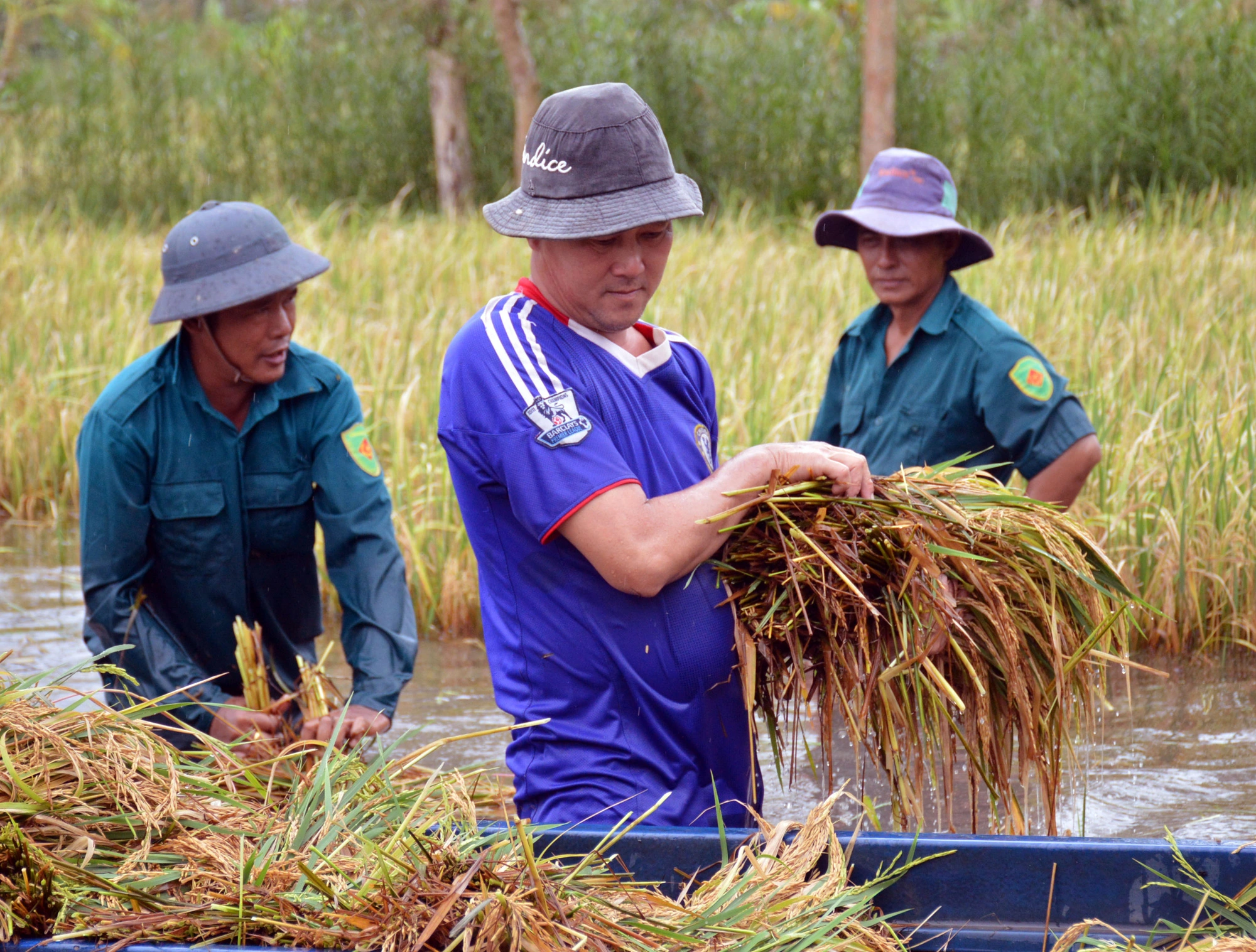 Cà Mau: Hơn 1.400ha lúa hè thu bị thiệt hại trắng - Ảnh 1.