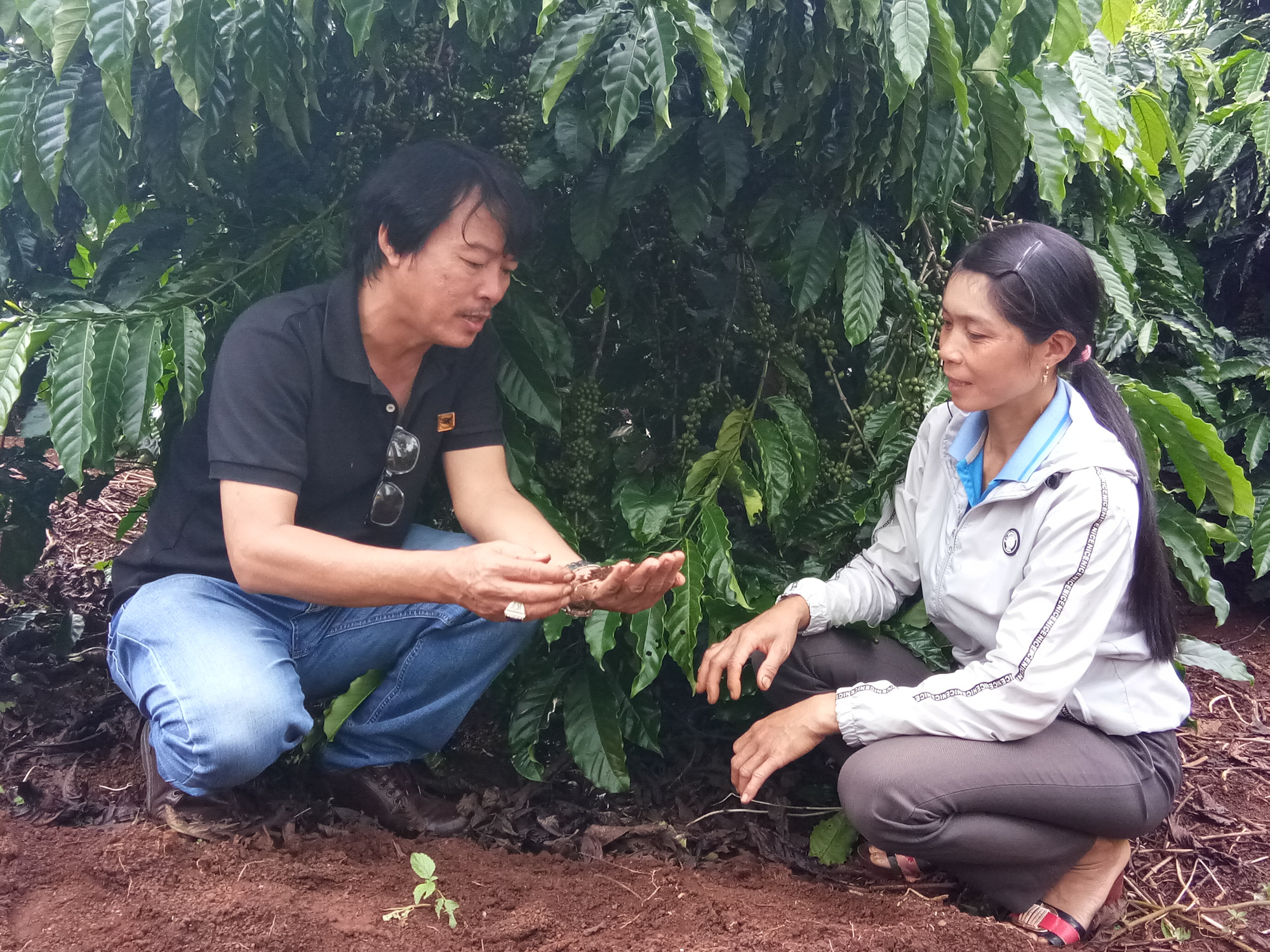 Lợi ích kép từ việc &quot;cân bằng dinh dưỡng&quot; cho đất với cây cà phê Tây Nguyên - Ảnh 1.