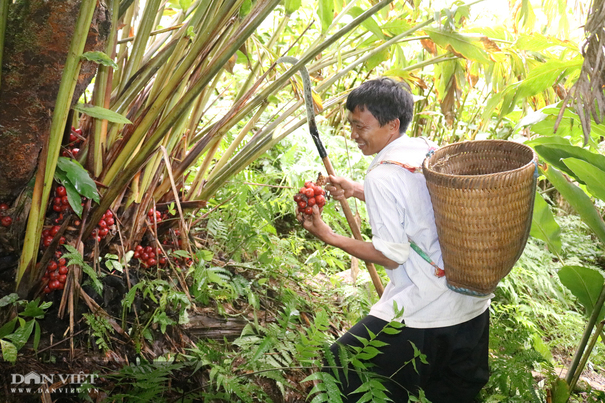 Người Mông ở đây giàu lên nhờ trồng loài cây ra chùm quả màu đỏ dưới gốc - Ảnh 3.