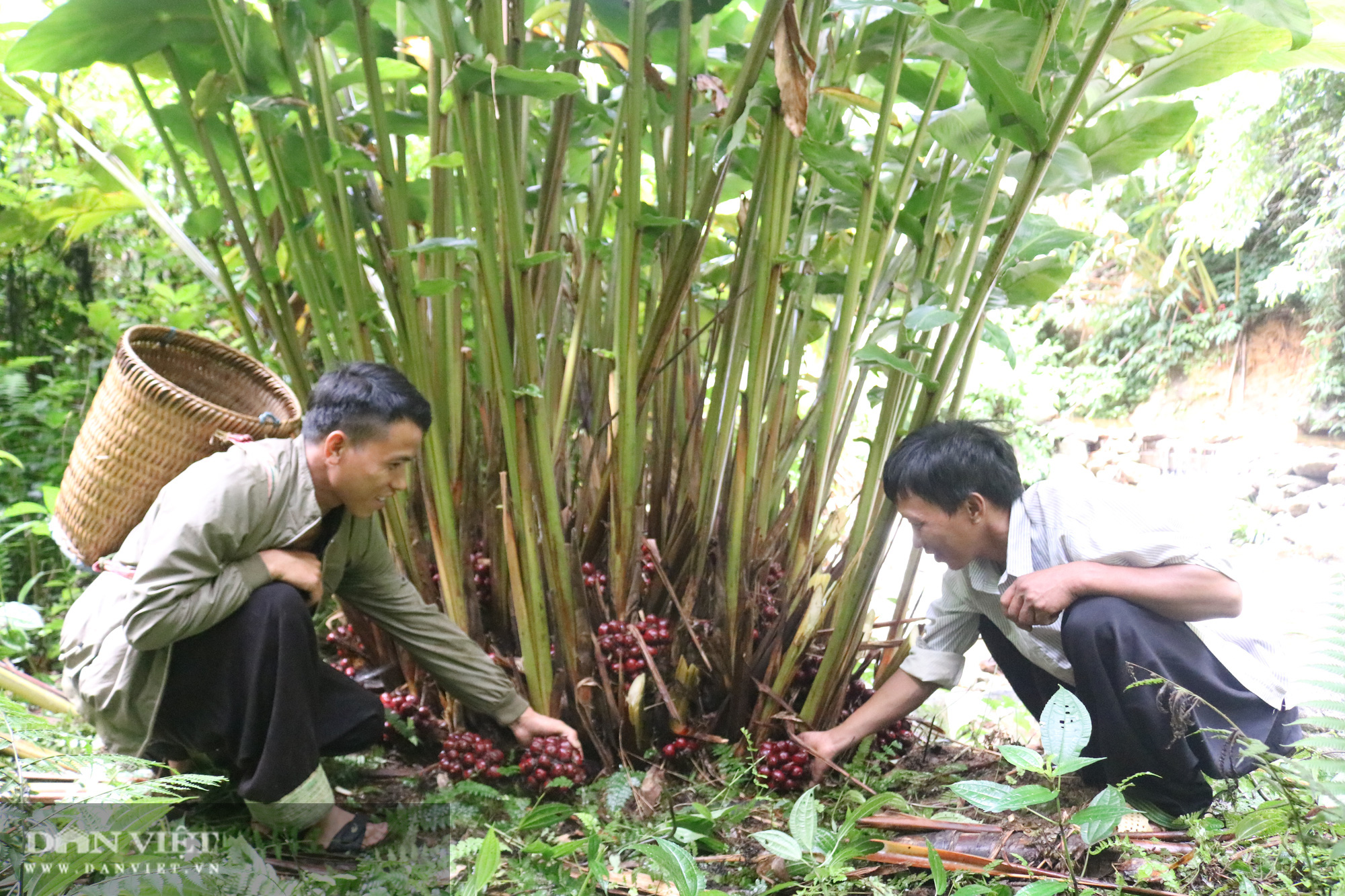 Người Mông ở đây giàu lên nhờ trồng loài cây ra chùm quả màu đỏ dưới gốc - Ảnh 1.