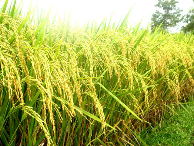 TT-Huế phân bổ hơn 1.000 tấn giống lúa và giống rau hỗ trợ người dân  - Ảnh 1.