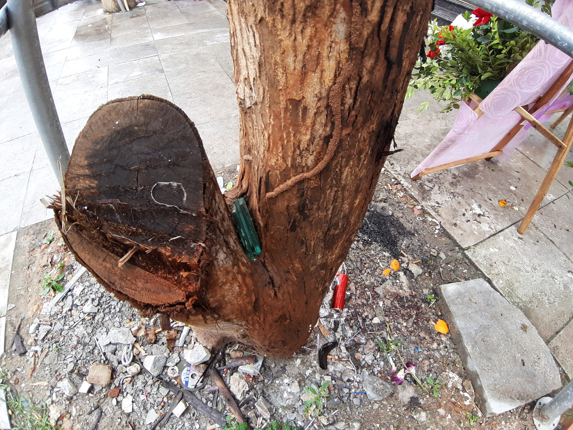 Vĩnh Phúc: La liệt cây xanh bị cụt ngọn, chết khô trên tuyến đường trung tâm thành phố - Ảnh 7.
