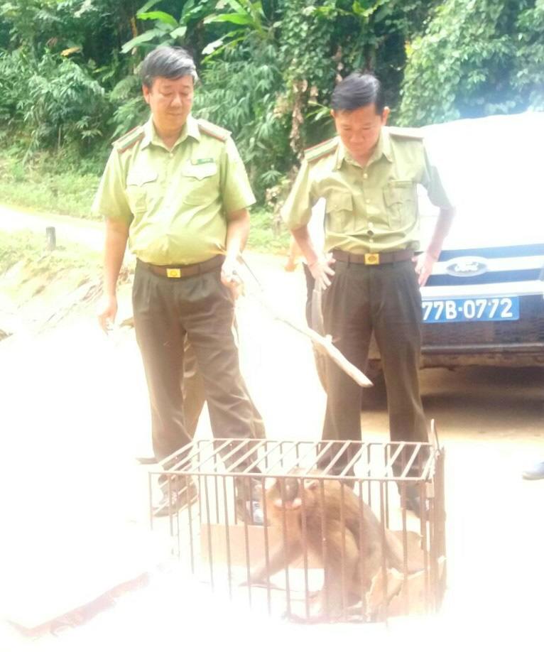 Khỉ mốc quý hiếm nặng 8kg đi lạc vào nhà dân ở Bình Định - Ảnh 2.