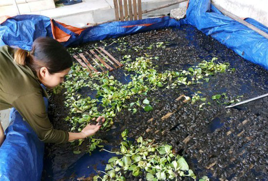 Xã vùng cao Nghệ An có hơn 800 hộ nuôi ếch thịt - Ảnh 1.