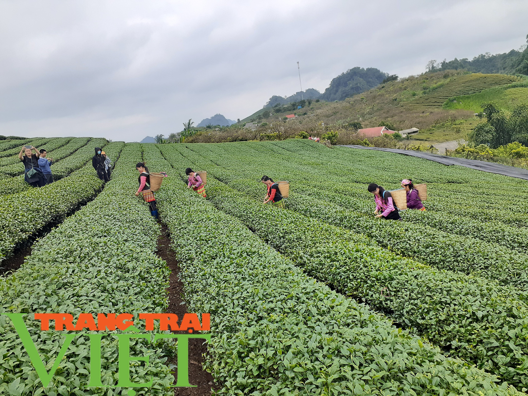 Đặc sản trà Matcha Chiềng Đi làm nức lòng người tiêu dùng - Ảnh 2.