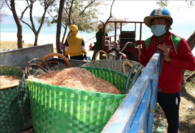 Ngư dân Ninh Thuận được mùa ruốc biển, thu nhập cả chục triệu đồng mỗi ngày - Ảnh 1.