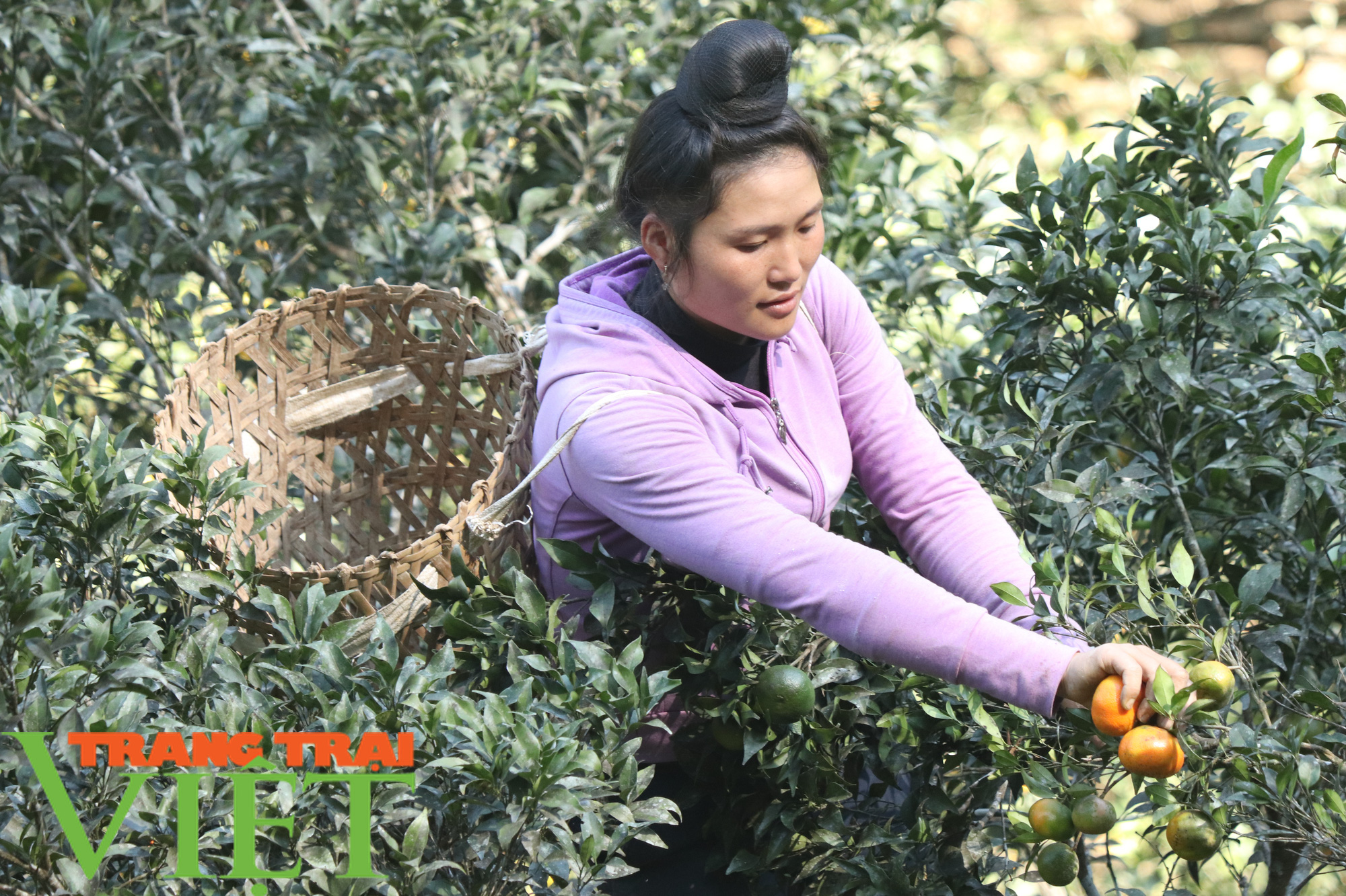 Trồng cam Đường canh, nữ hội viên nông dân “bỏ túi” hơn trăm triệu mỗi năm - Ảnh 3.