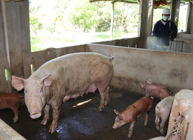 Các địa phương nỗ lực bảo vệ đàn lợn, lo bình ổn giá thịt lợn dịp Tết - Ảnh 4.