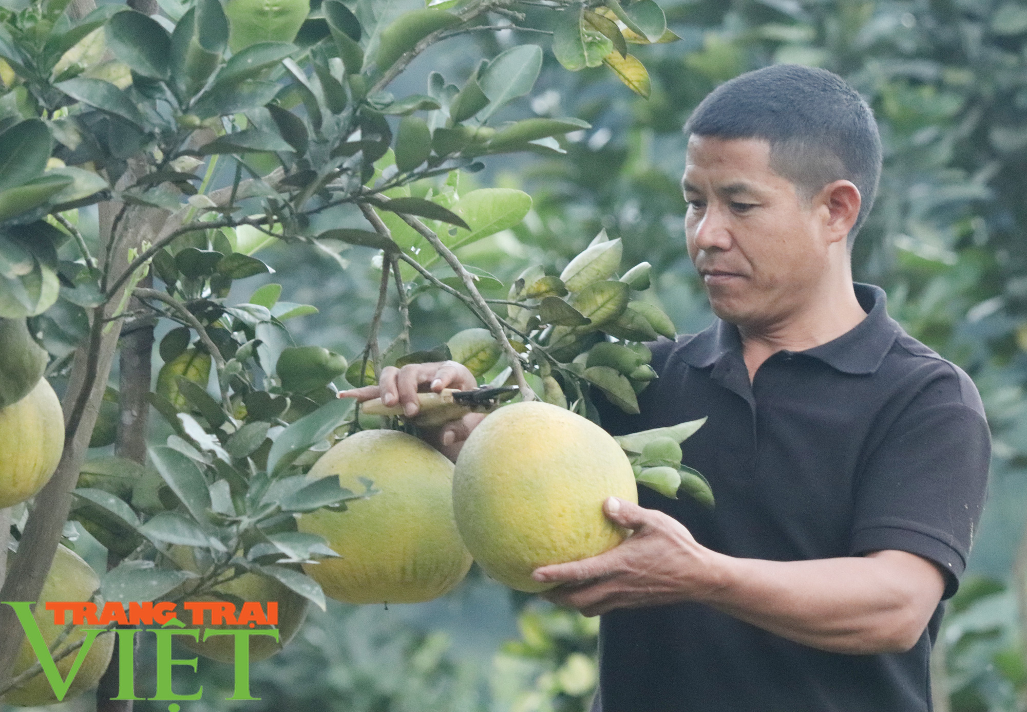 HTX Nông nghiệp Duy Lợi trồng cây ăn quả theo tiêu chuẩn VietGAP - Ảnh 3.