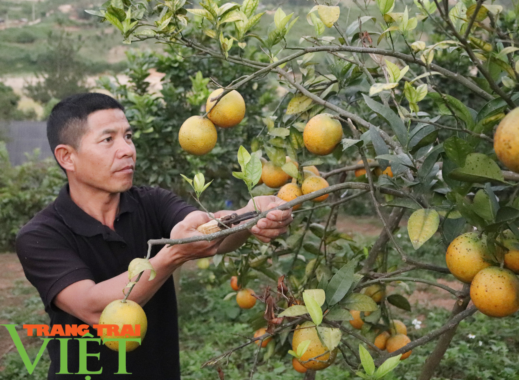 HTX Nông nghiệp Duy Lợi trồng cây ăn quả theo tiêu chuẩn VietGAP - Ảnh 1.
