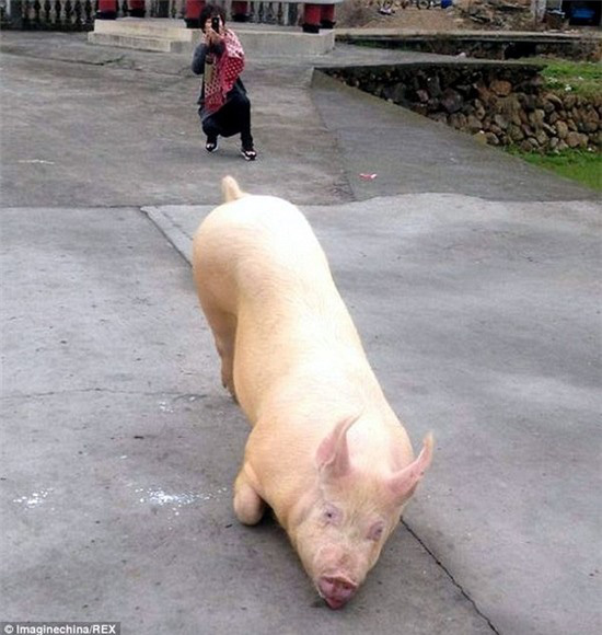 Nhiều người hốt hoảng cảnh con lợn quỳ gối hàng tiếng đồng hồ trước cổng chùa - Ảnh 1.