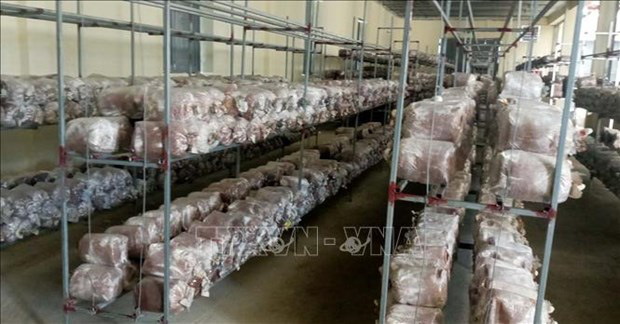 Ứng dụng công nghệ mới sản xuất nấm linh chi - Ảnh 2. Ứng dụng công nghệ mới sản xuất nấm linh chi - Ảnh 2.