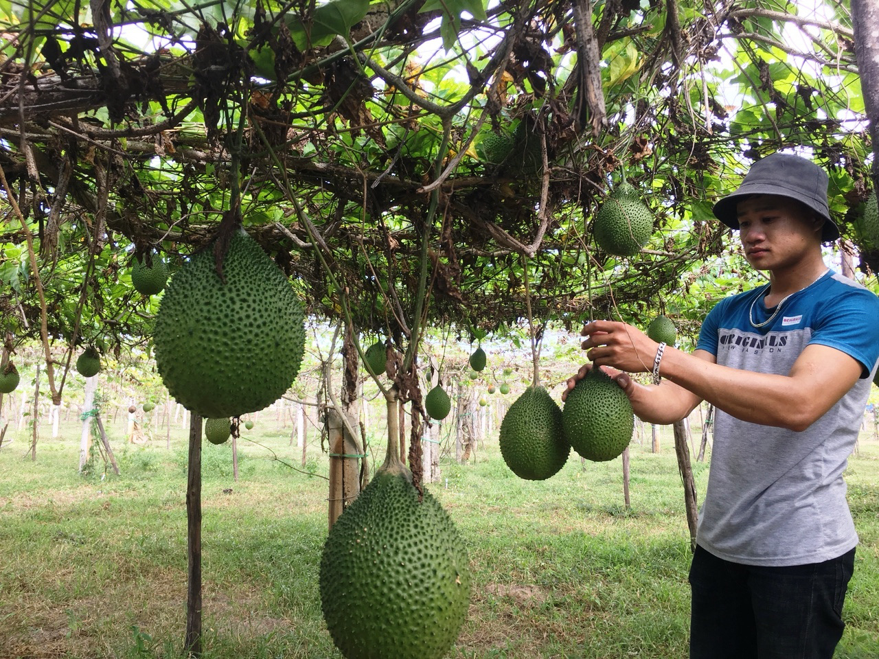 Khánh Hòa: Nguồn vốn Agribank giúp nông dân đổi đời  - Ảnh 1.