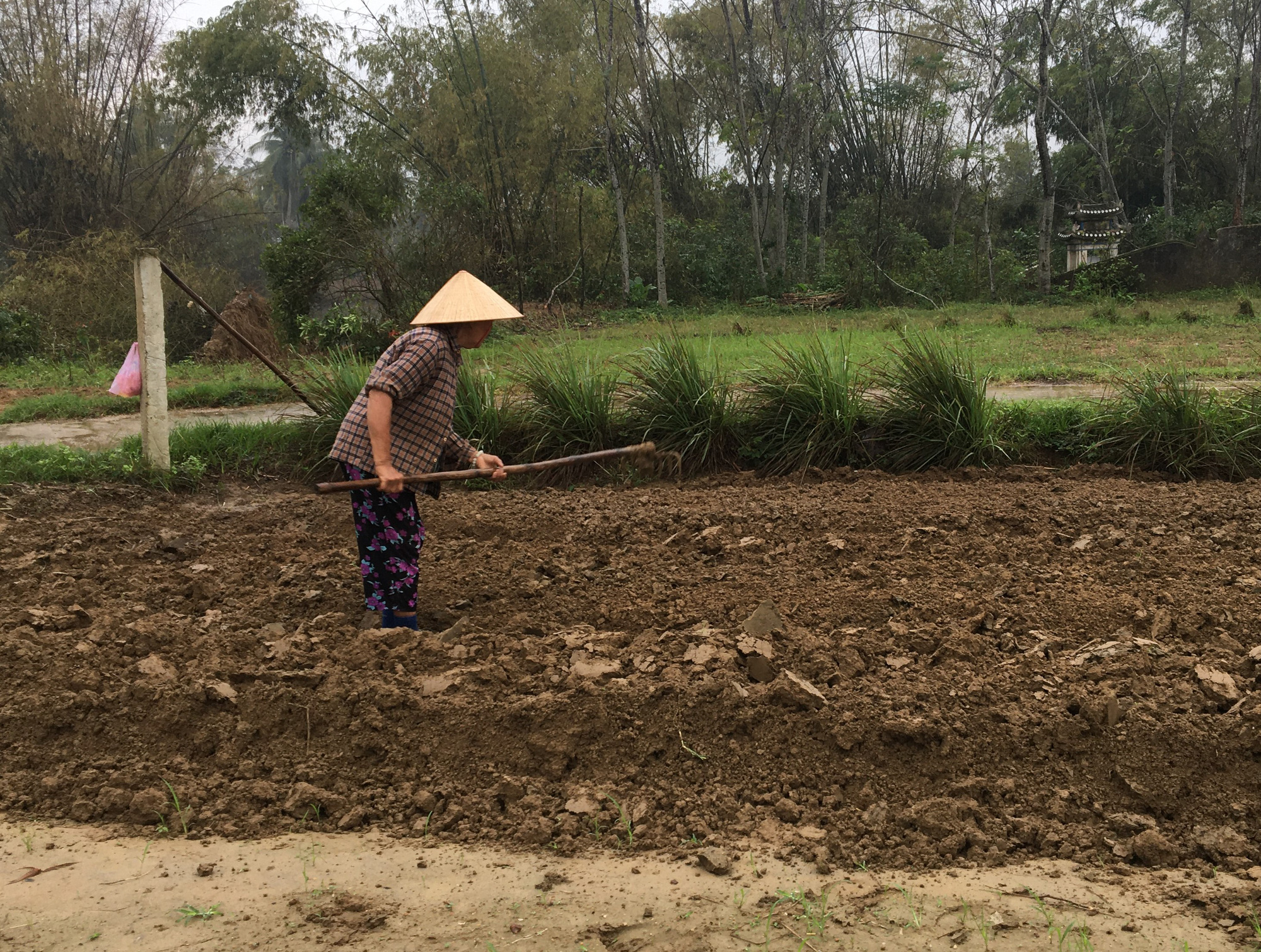 Đà Nẵng: Hội Nông dân tập trung hỗ trợ nông dân ổn định sản xuất sau mưa bão - Ảnh 1.