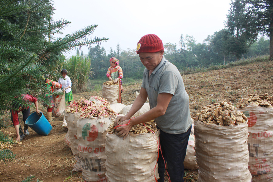 Hà Giang: Thứ củ vừa cay vừa thơm tăng giá, ở Suôi Thầu có ông nông dân thu cả trăm triệu - Ảnh 2.