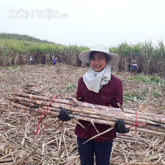 Mía đường Sơn La thời hội nhập: Bài 2: Hội nhập và thách thức - Ảnh 5.