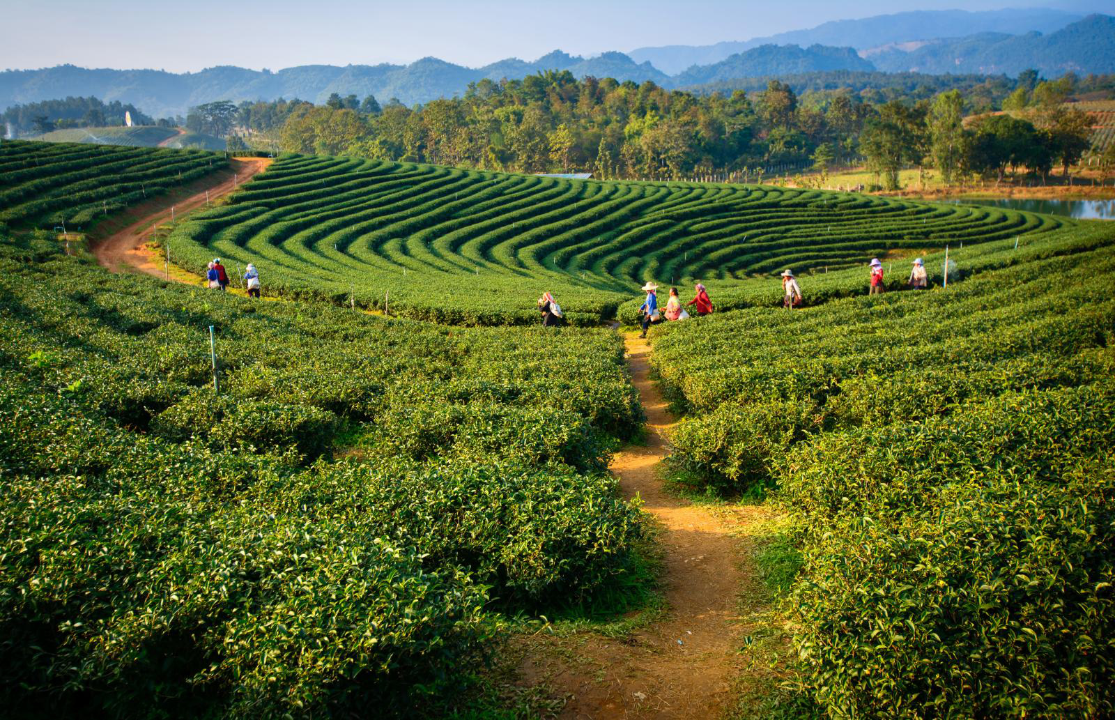 Mô hình trồng rau hữu cơ tại tỉnh Hòa Bình  Hội Làm vườn Việt Nam