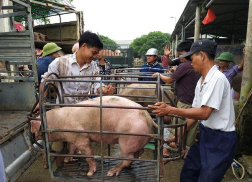 Giá lợn hơi hôm nay (25/11): Một loạt tỉnh thành ghi nhận giảm 4.000 đồng/kg - Ảnh 1.