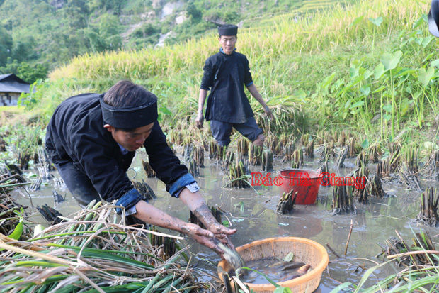 Hà Giang: Nông dân nuôi cá chép trong ruộng bậc thang ở trên núi cho khách du lịch lội bùn bắt rất vui - Ảnh 2.