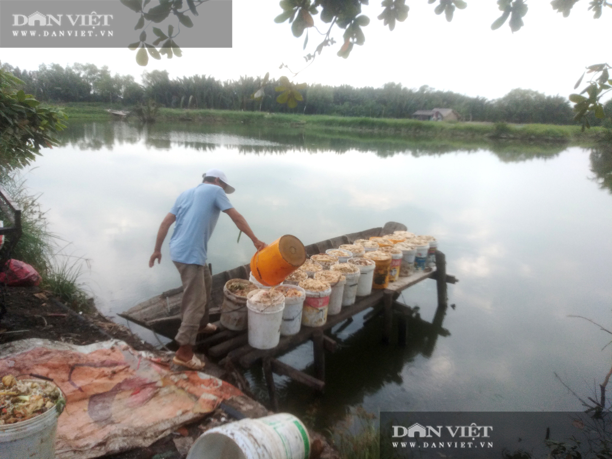 Dân nuôi cá tra liểng xiểng, bí quyết nào giúp “Thủ phủ cá tra” Sài thành sống sót trong mùa dịch Covid? - Ảnh 2.