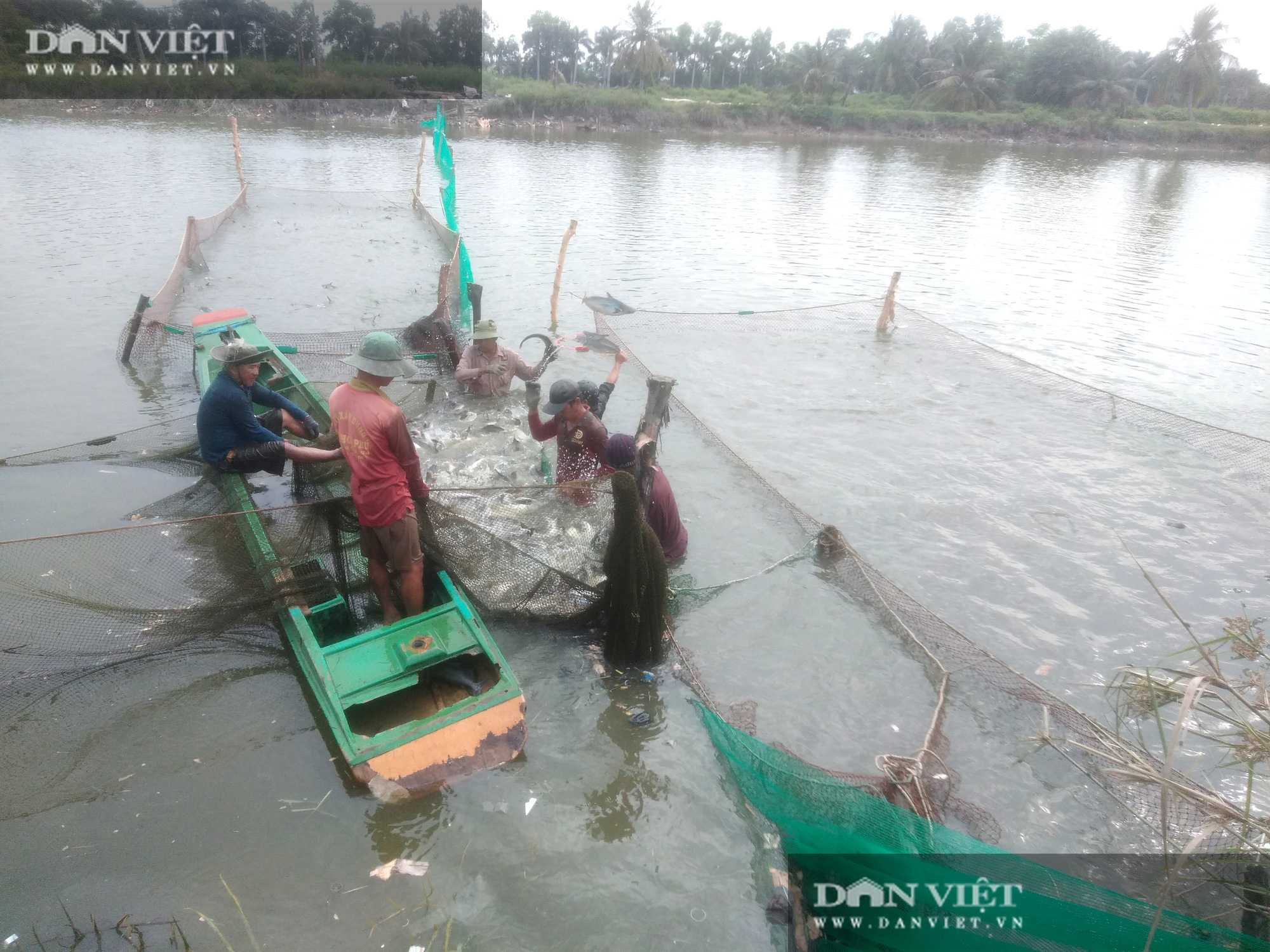 Dân nuôi cá tra liểng xiểng, bí quyết nào giúp “Thủ phủ cá tra” Sài thành sống sót trong mùa dịch Covid? - Ảnh 1.