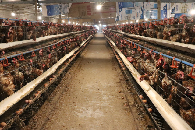 Việt Nam đã có trại gà mái đẻ trứng thương phẩm đầu tiên theo hình thức nuôi  không sử dụng chuồng lồng  Báo Pháp luật Việt Nam điện tử