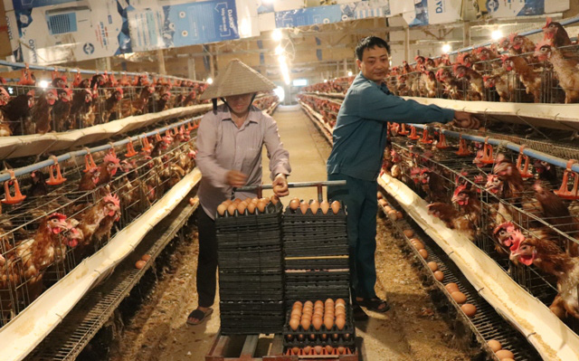 Nuôi gà trại lạnh người nông dân Bắc Ninh chi tiền tỷ để xây dựng  Kiến  thức chăn nuôi