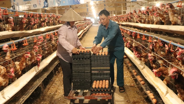 Hà Nội: Trang trại nuôi hàng nghìn con gà đẻ, mỗi ngày nhặt hơn 5 nghìn quả trứng, nông dân này &quot;bỏ túi&quot; nửa tỷ/năm - Ảnh 3.