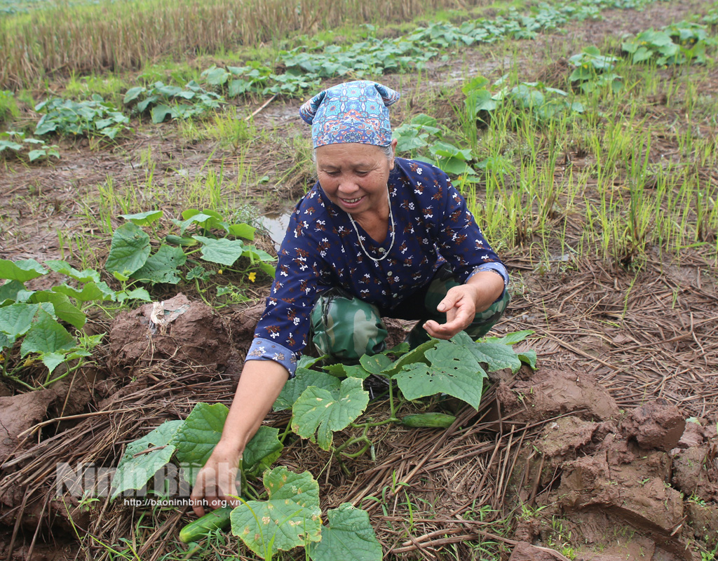 Ninh Bình: Trồng dưa chuột bò mặt đất, trồng như chơi mà thu hàng tấn trái, lời gấp 5-6 lần so với cấy lúa - Ảnh 1.