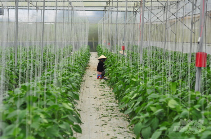 Lâm Đồng: Trồng ớt baby, trái chưa lớn HTX đã đặt mua, có 3 sào mà chủ vườn thu hàng trăm triệu - Ảnh 4.