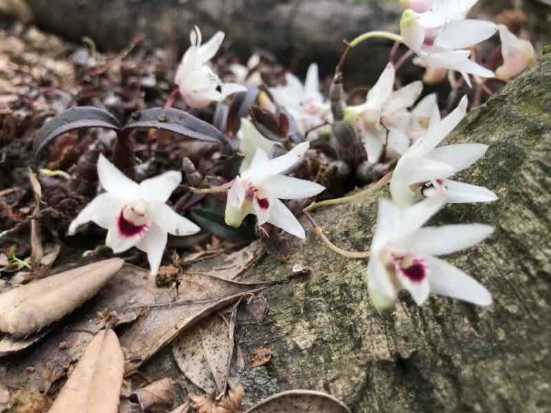 Lai Châu: Tìm thấy giống lan Hoàng Thảo Thạch Hộc Tía chưa từng có, mũi và 5 cánh của hoa trắng như tuyết - Ảnh 1.