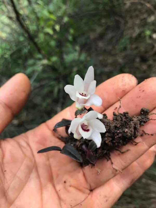 Lai Châu: Tìm thấy giống lan Hoàng Thảo Thạch Hộc Tía chưa từng có, mũi và 5 cánh của hoa trắng như tuyết - Ảnh 2.
