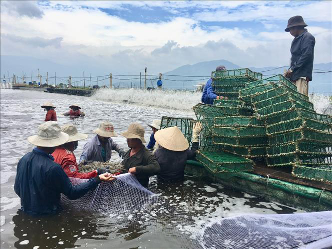 Làm giàu từ nuôi tôm trên bạt - Ảnh 1.