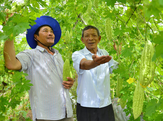 “Thủ lĩnh” U70 vẫn lội ruộng, băng  rẫy cùng hội viên - Ảnh 1.