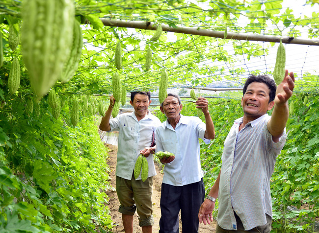 “Thủ lĩnh” U70 vẫn lội ruộng, băng  rẫy cùng hội viên - Ảnh 3.