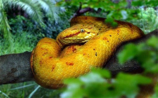 Chuyện dựng tóc gáy về đảo rắn - nơi được coi là &quot;thánh địa&quot; của những loài rắn kinh hoàng nhất thế giới - Ảnh 1.