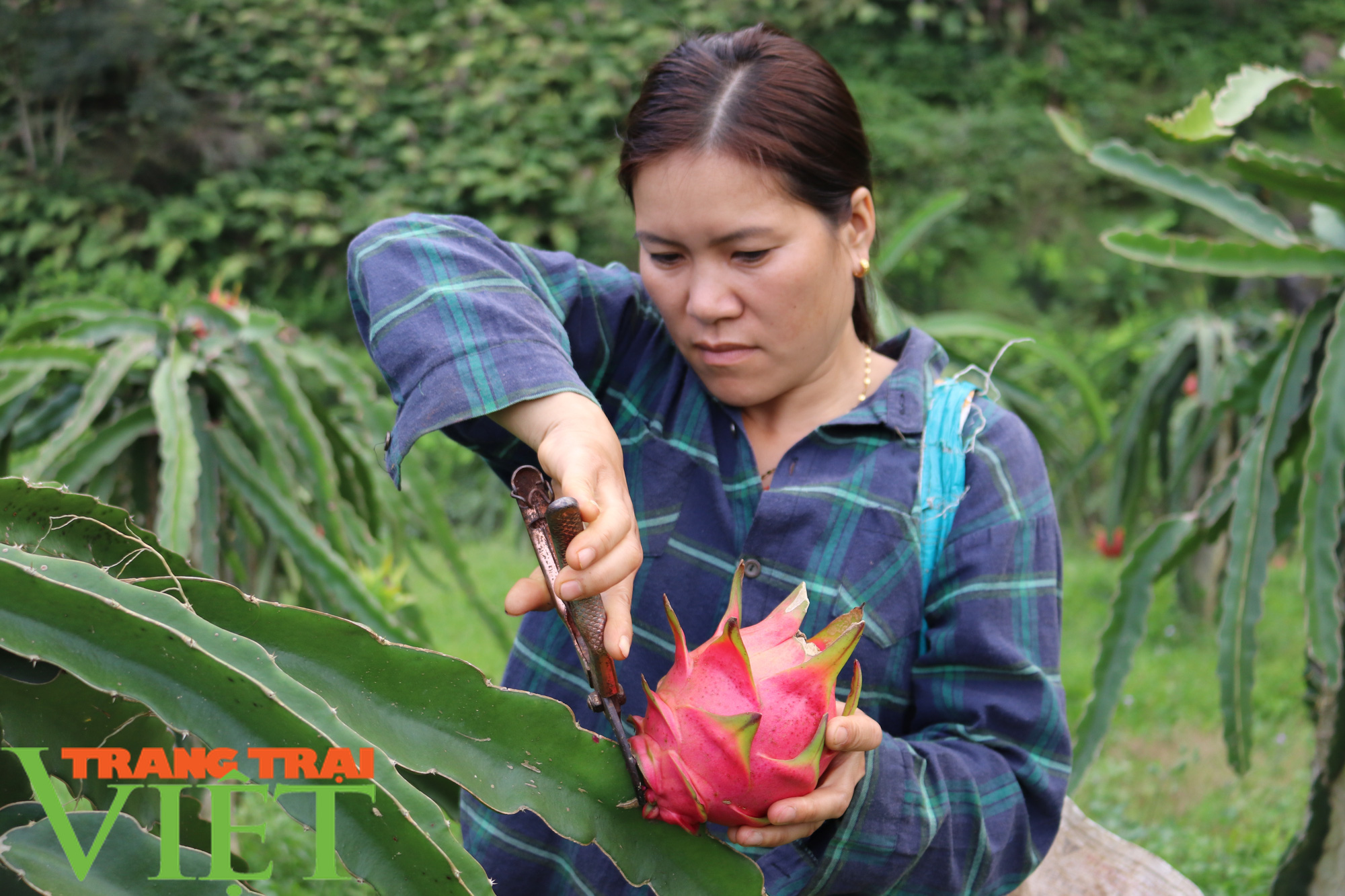 Nông dân Thuận Châu làm trụ trên nương để có thu nhập hơn trồng ngô lúa - Ảnh 1.