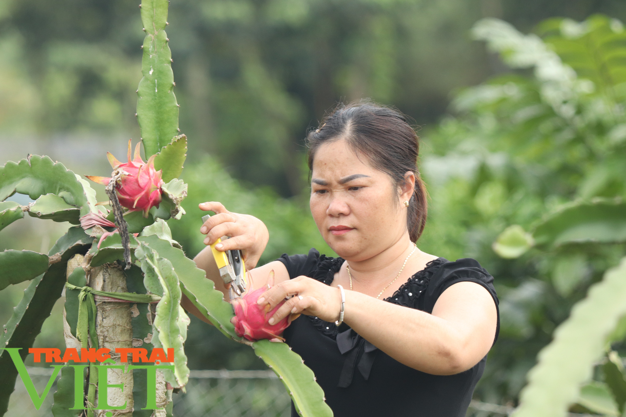 Nông dân Thuận Châu làm trụ trên nương để có thu nhập hơn trồng ngô lúa - Ảnh 3.