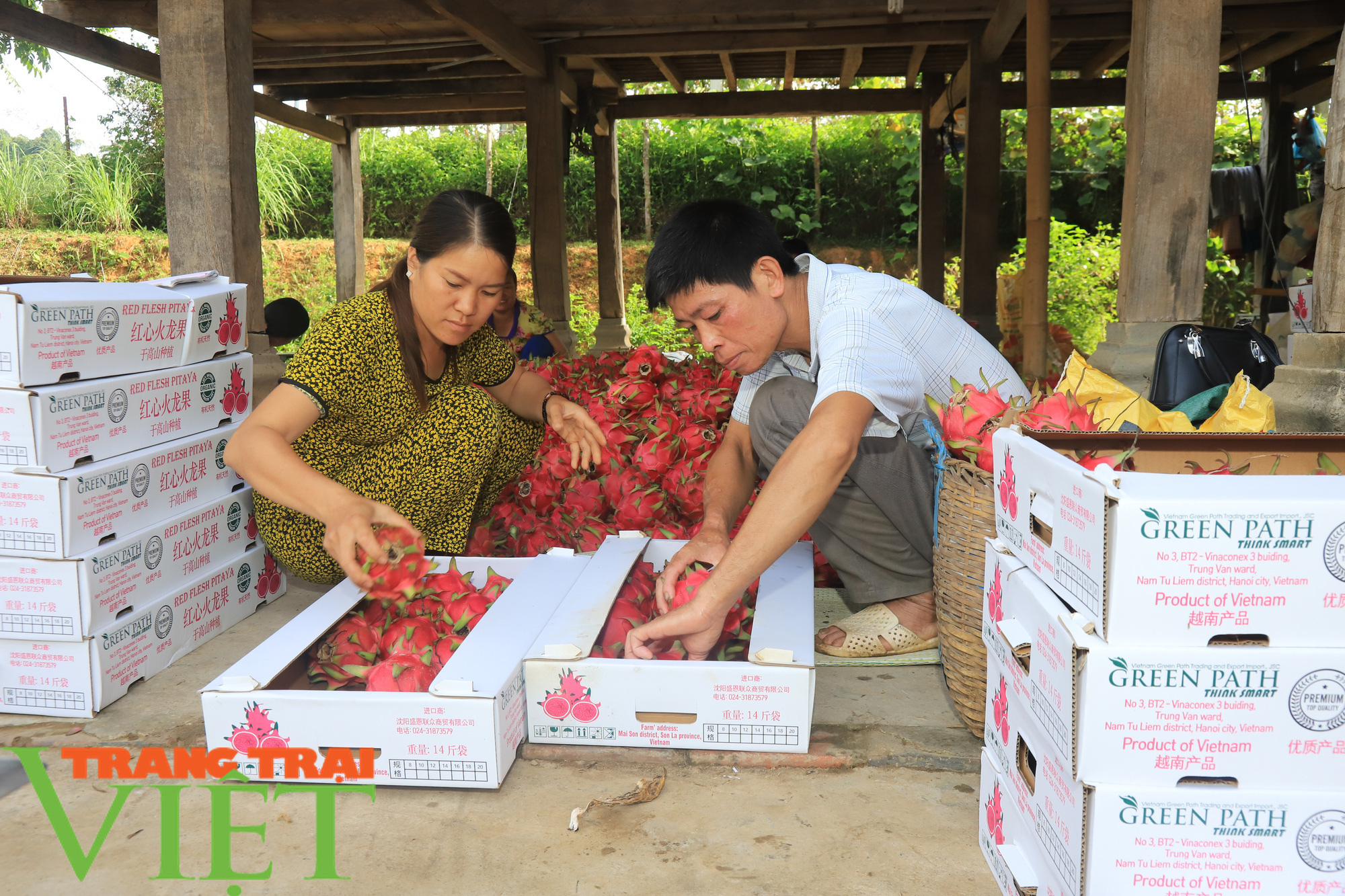 Nông dân Thuận Châu làm trụ trên nương để có thu nhập hơn trồng ngô lúa - Ảnh 2.