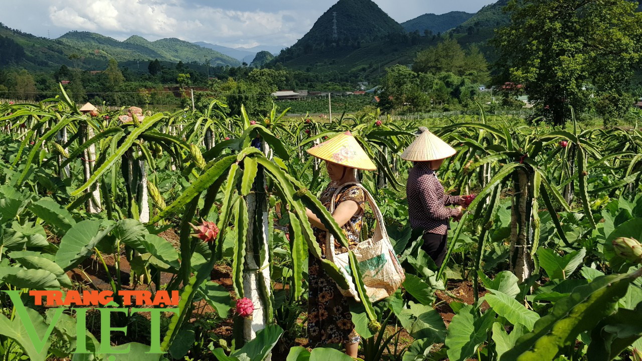 Nông dân Thuận Châu làm trụ trên nương để có thu nhập hơn trồng ngô lúa - Ảnh 4.