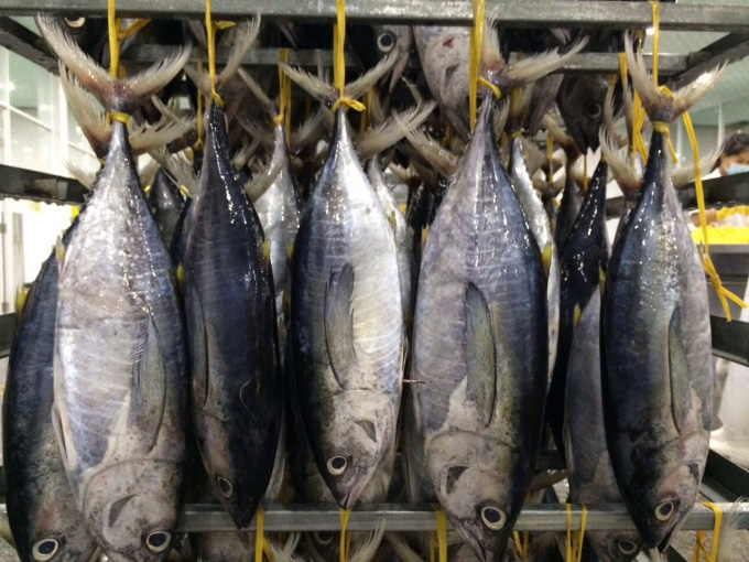 Xuất khẩu cá ngừ sang EU tăng trưởng tốt nhờ Hiệp định EVFTA - Ảnh 1.