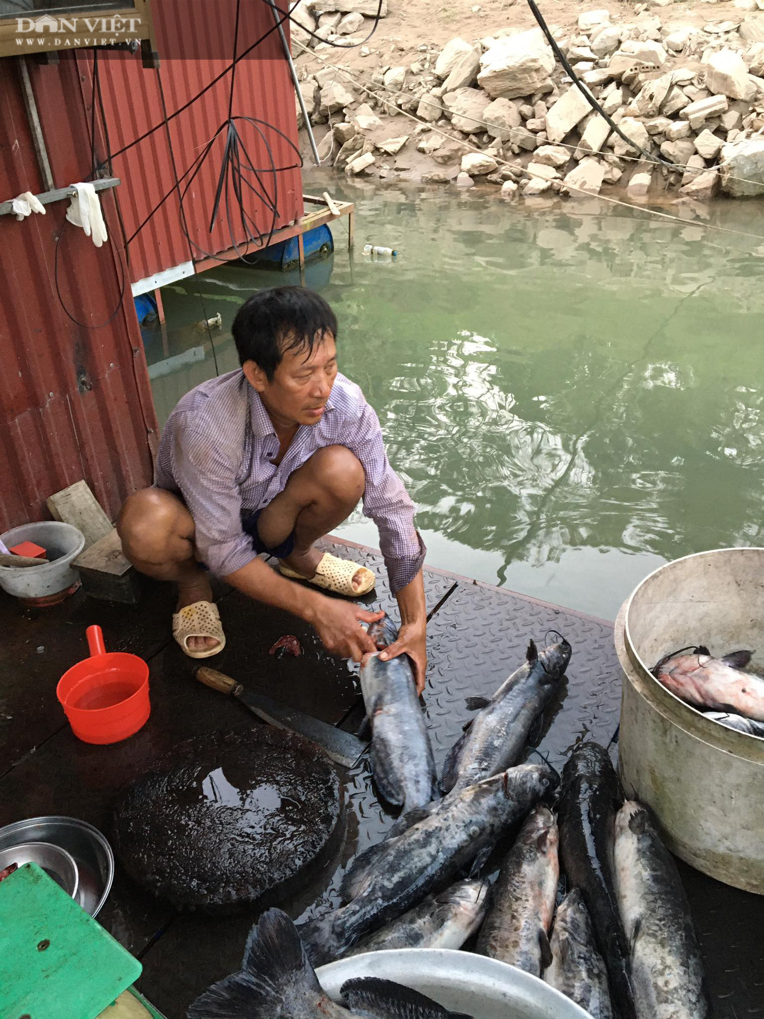 Nước mắt người nuôi cá lồng sông Đà khi cứ mở mắt ra là mất hàng chục triệu đồng - Ảnh 4.