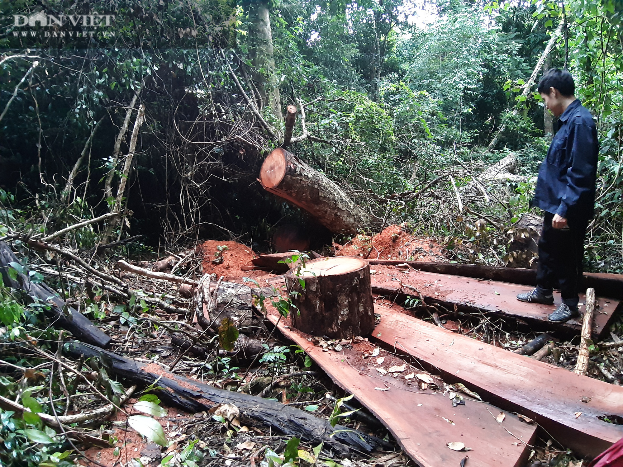 Tuyên Quang: Huyện ủy, UBND huyện Na Hang sẽ xử lý rất nghiêm việc phá rừng nghiến - Ảnh 1.
