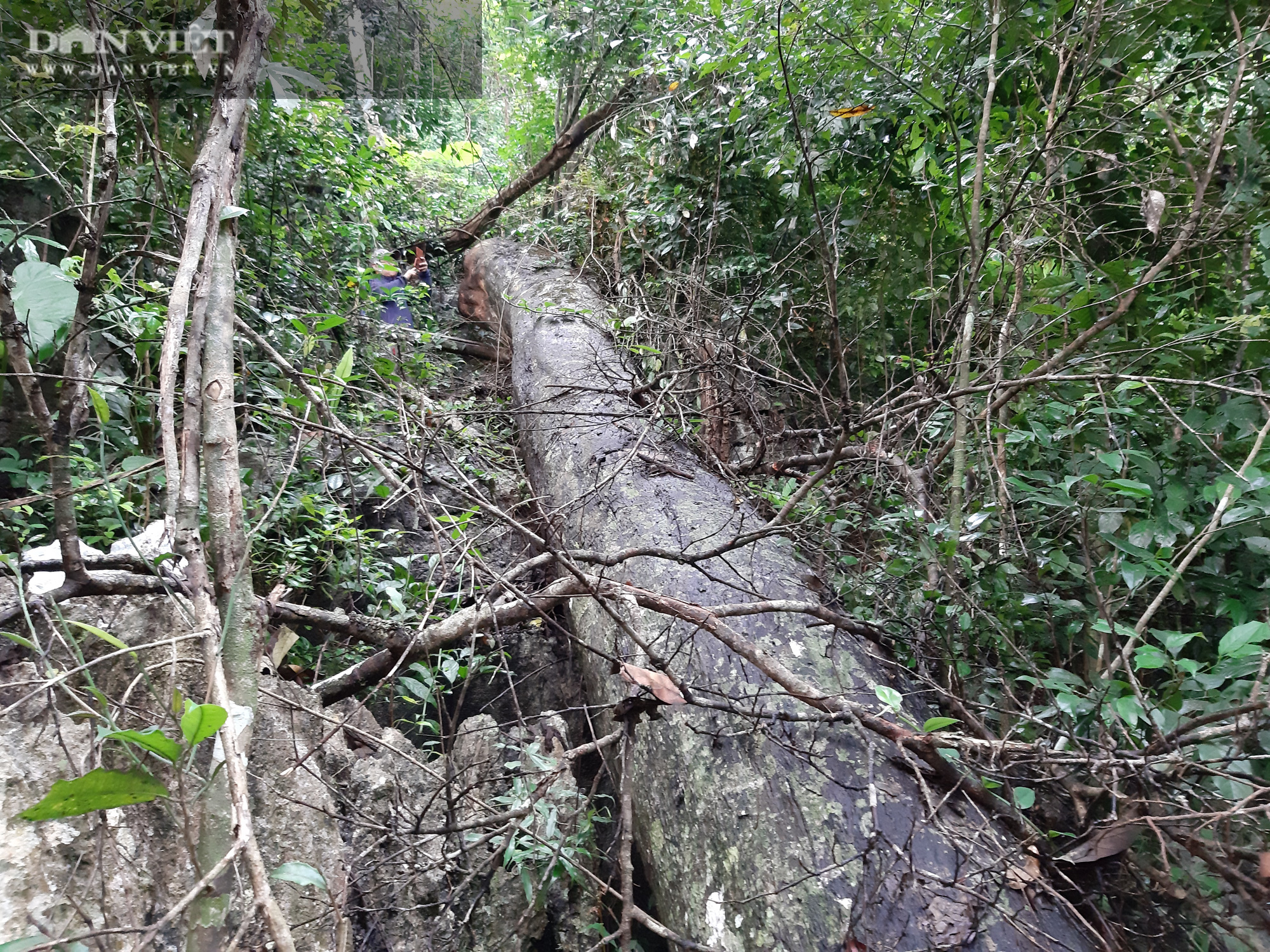 Tuyên Quang: Huyện ủy, UBND huyện Na Hang sẽ xử lý rất nghiêm việc phá rừng nghiến - Ảnh 4.