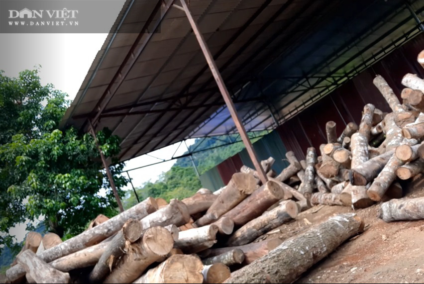 Tuyên Quang: Huyện ủy, UBND huyện Na Hang sẽ xử lý rất nghiêm việc phá rừng nghiến - Ảnh 2.