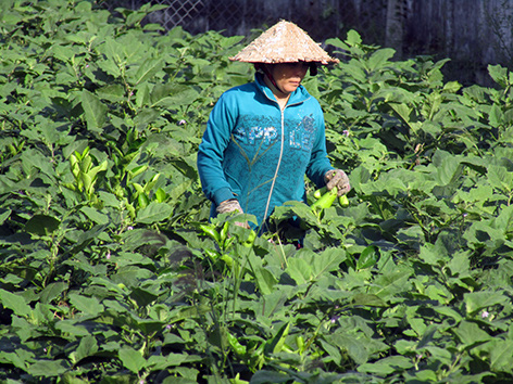 Hậu Giang: Trồng cà phổi xanh rờn, bóng láng, nông dân ở đây hái hàng tấn trái, hái bao nhiêu bán hết bấy nhiêu - Ảnh 1.